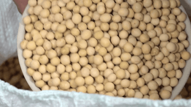 자루에서 콩을 퍼내는 손