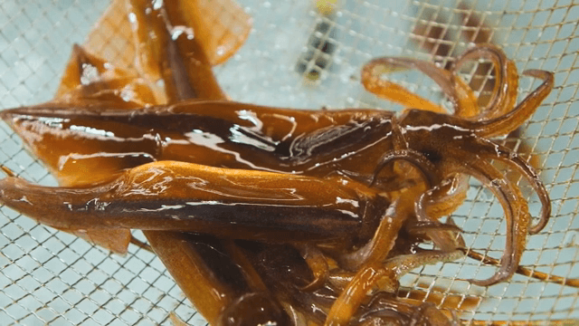 수조에서 그물에 잡힌 오징어