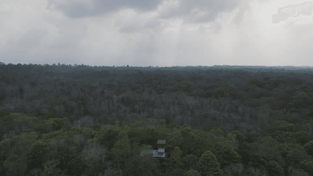 구름 낀 하늘 아래 광활한 숲