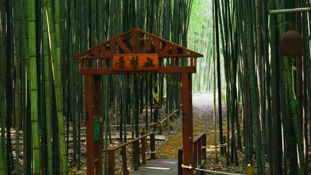 Pathway through a tranquil bamboo forest with a wooden gate