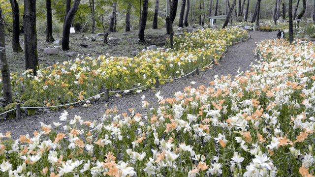 숲 속의 다채로운 꽃 정원