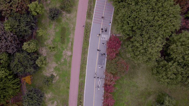 People running on tree-lined road