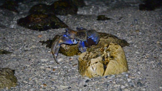 Blue Crab Navigating a Rocky Beach