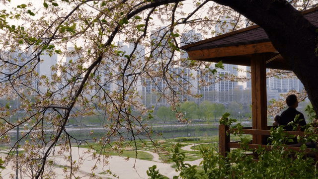 Cherry blossoms in a city park