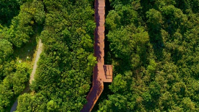 Elevated pathway through dense green forest