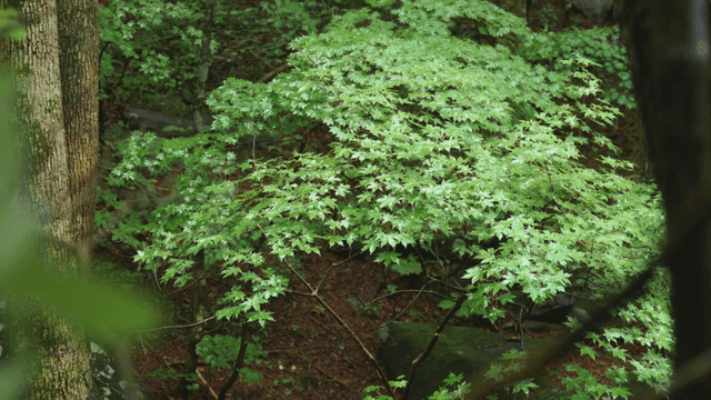Green leaves of dense forest swaying in rain and wind