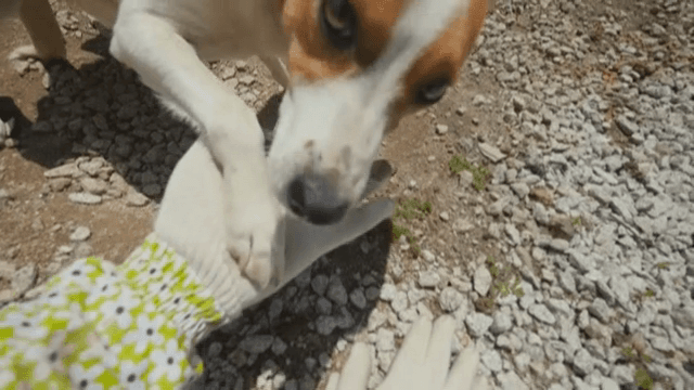 손과 장난치는 강아지