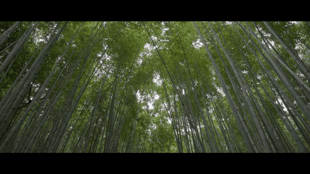 Quiet bamboo forest with tall trees
