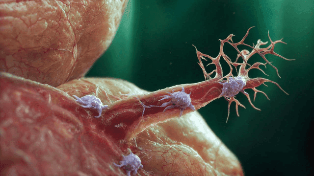 Microscopic observation of cells and structures