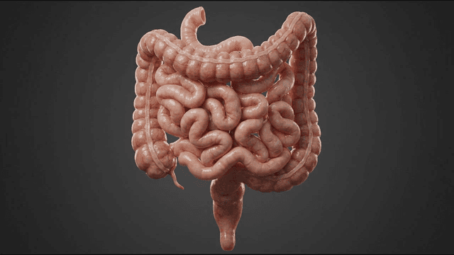 Detailed view of large and small intestines in human digestive system