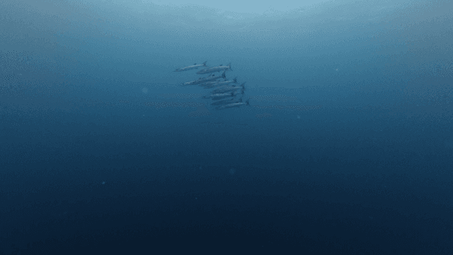 School of fish swimming in sea