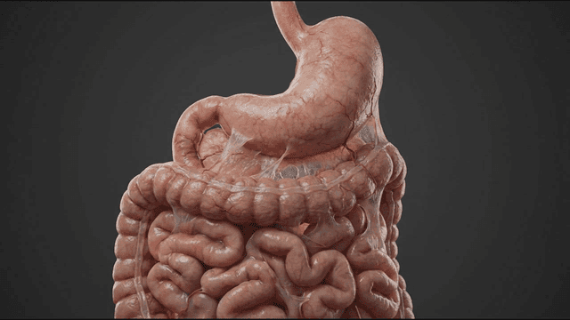 Detailed view of human digestive organs