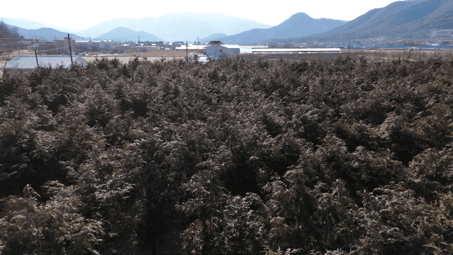 Dense forest with distant mountains