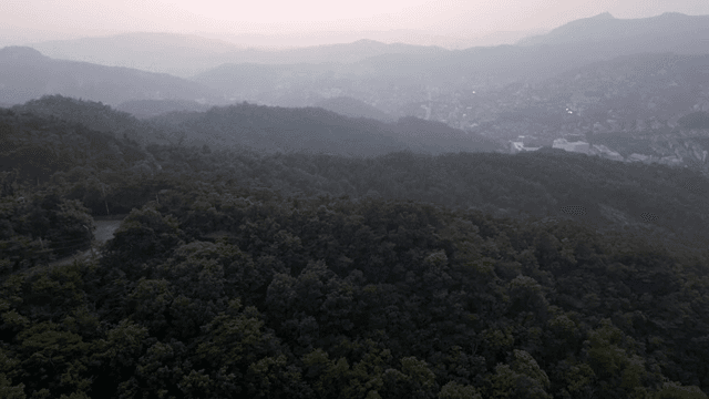 멀리 도시가 보이는 광활한 숲