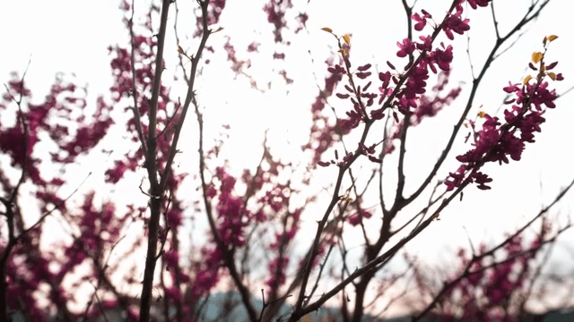 가지에 피어나는 분홍 꽃들