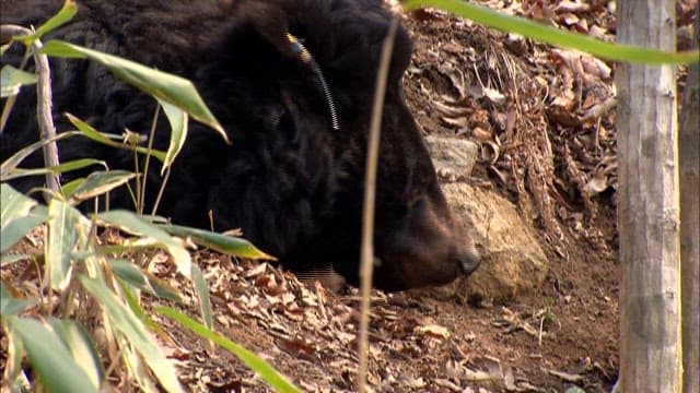 숲속 자연 서식지에서 곰들