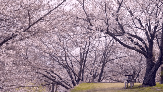 Cherry blossoms in full bloom with a bench