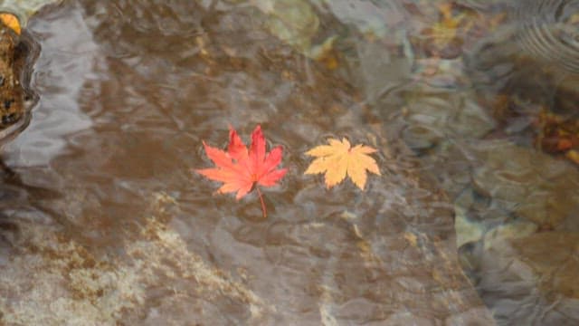 Autumn Leaves Floating on a Tranquil Stream