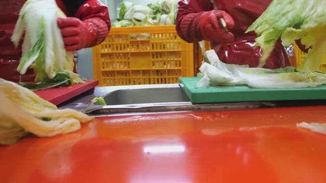 주방에서 김치용 배추를 준비하고 자르는 모습