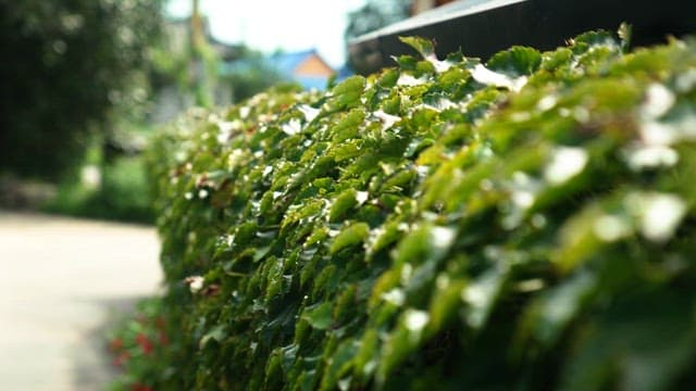 Green hedge beside a quiet suburban road on a sunny day