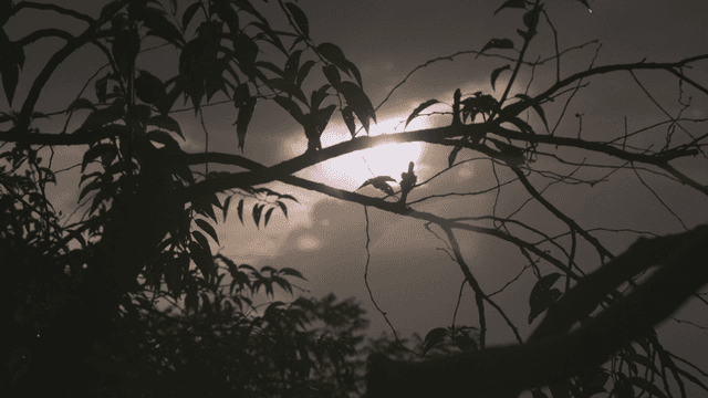 Silhouette of tree branches against the sun