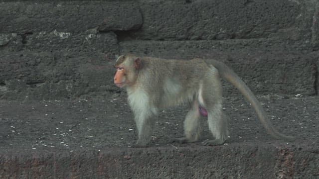 Monkeys Walking on Stone Structure