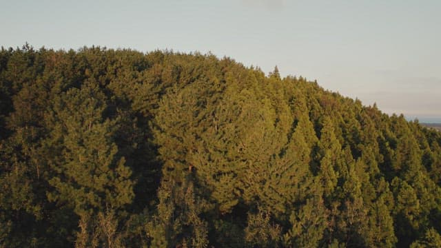 Dense forest under the evening sun