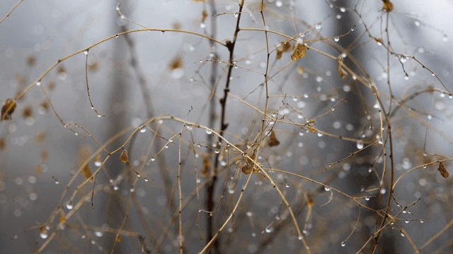 가느다란 가지 위의 빗방울