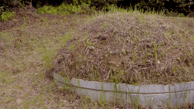 잡초가 무성하게 둘러싼 무덤