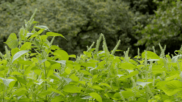 바람에 흔들리는 들깨 식물