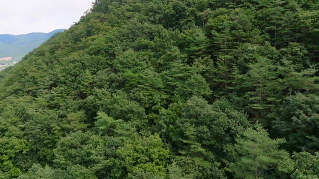 Lush green forest and river landscape