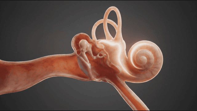Detailed view of the human inner ear structure