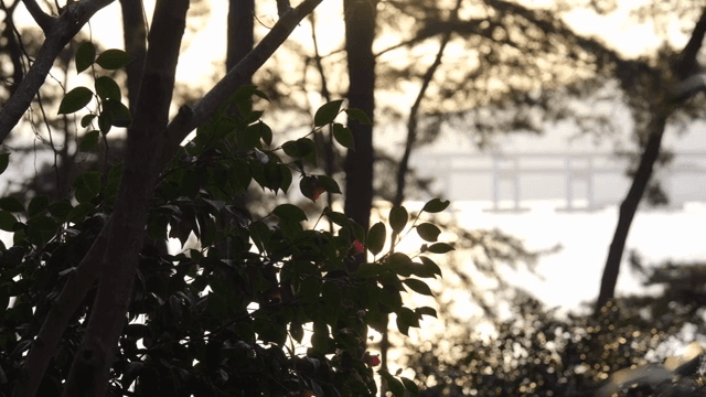 나뭇잎 사이로 비치는 햇빛