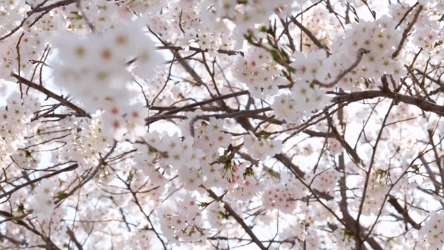 가지에 만개한 벚꽃