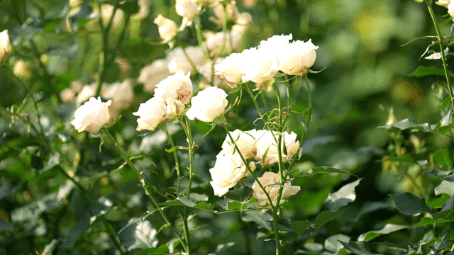 White roses blooming in a garden