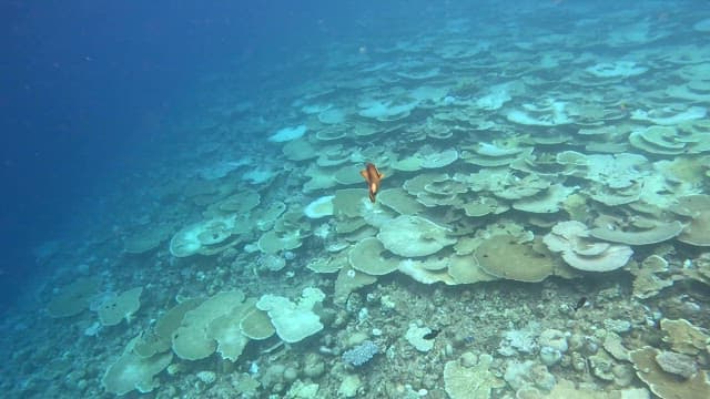 Fish swimming over a coral reef