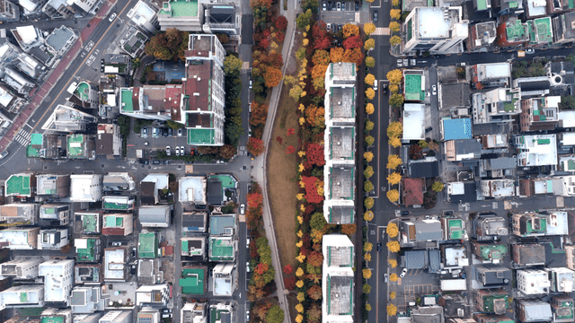 도시 거리를 따라 늘어선 가을 나무들