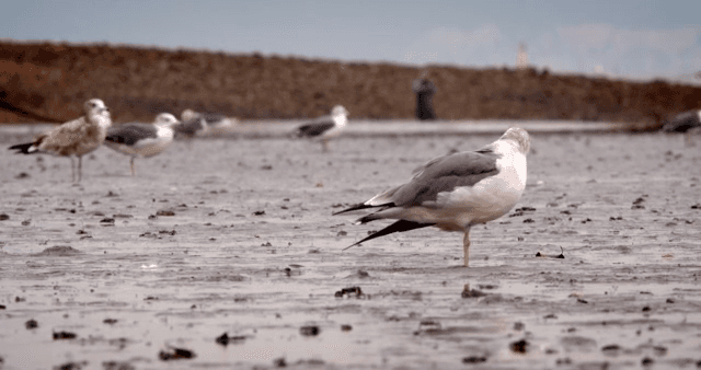 진흙 해안에 서 있는 갈매기들