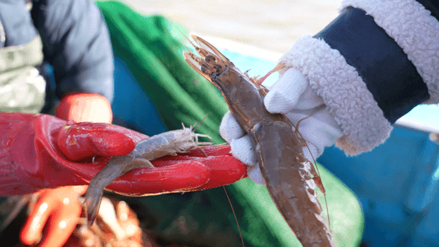 Hands holding fresh shrimp on a boat