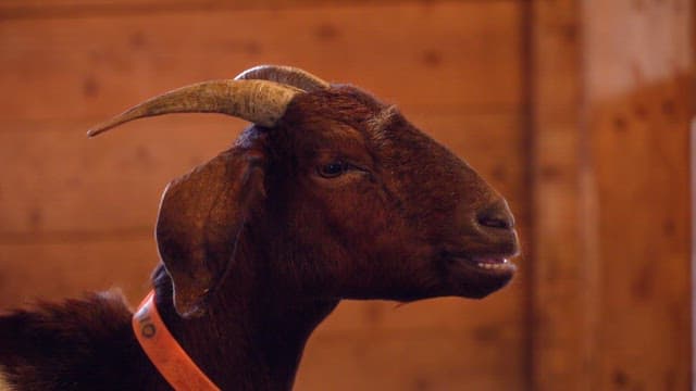 Close-up of a goat inside a wooden barn