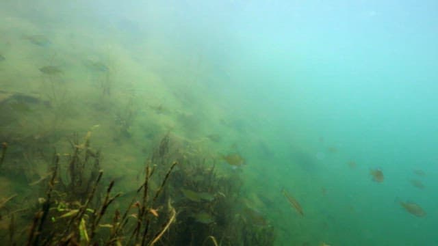 Group of fish swimming amongst aquatic plants