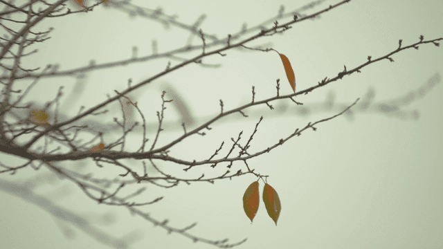 몇 개의 가을 잎이 있는 나뭇가지