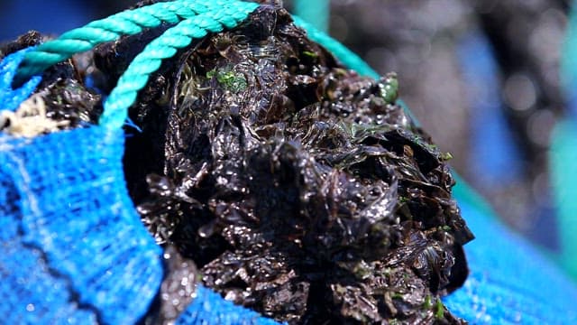 파란 그물에 담긴 신선한 파래