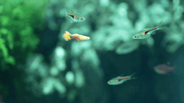 Colorful fish swimming in aquarium