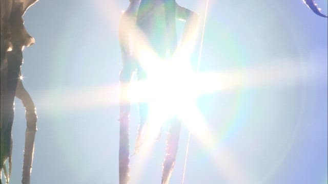 해안선에서 햇빛에 말리는 오징어