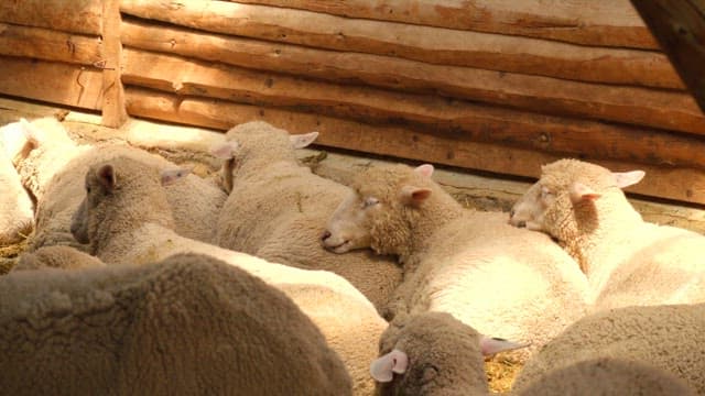 Resting sheep in a wooden barn during daylight