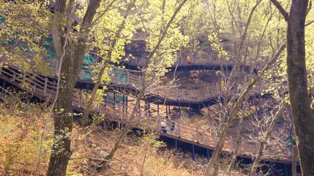 나무 산책로가 있는 아름다운 숲길