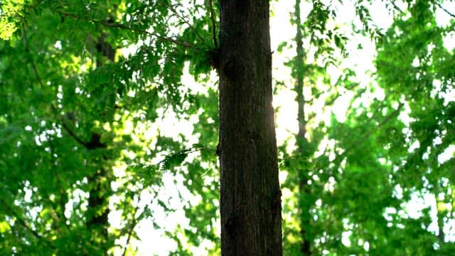 Sunlight filtering through green leaves in a forest