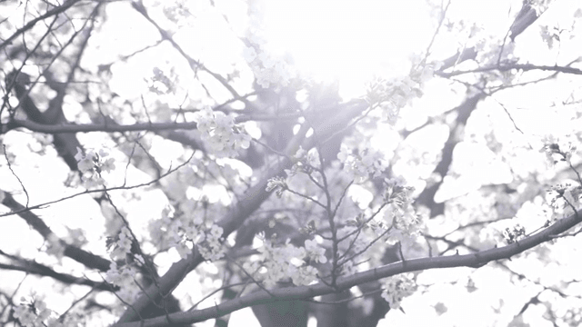 햇살이 비치는 벚꽃