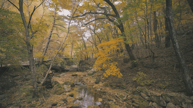 Autumn forest with a stone bridge over a stream
